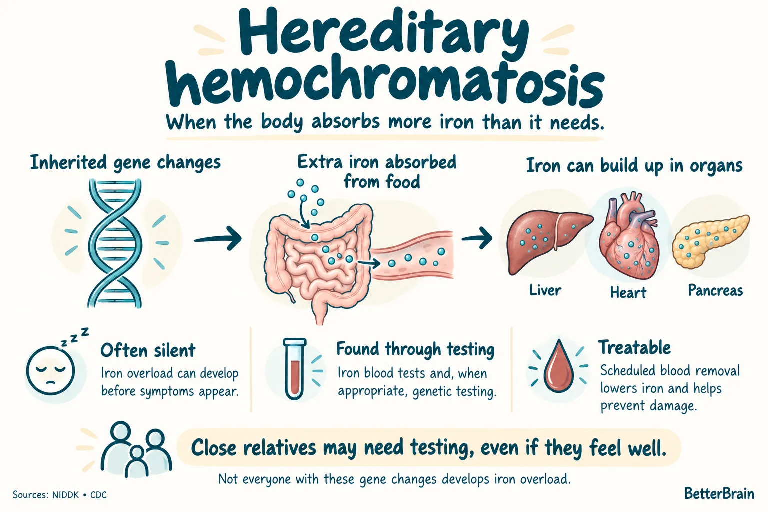 How hereditary hemochromatosis can affect the body: inherited gene changes lead the gut to absorb extra iron from food, and that iron can build up in the liver, heart and pancreas. It is often silent, found through iron blood tests and, when appropriate, genetic testing, and treatable with scheduled blood removal. Close relatives may need testing even if they feel well. Sources: NIDDK, CDC.