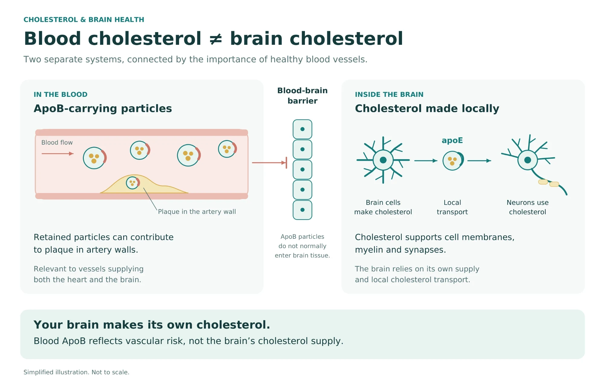 Illustration showing that blood cholesterol and brain cholesterol are separate: ApoB-carrying particles in the blood can form plaque in artery walls but do not normally cross the blood-brain barrier, while brain cells make their own cholesterol and move it to neurons on apoE.