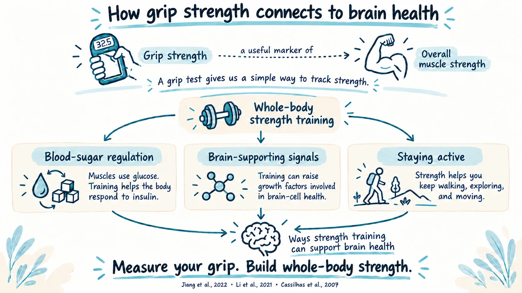 Illustration of how grip strength connects to brain health: grip strength is a marker of overall muscle strength, and whole-body strength training supports blood-sugar regulation, brain-supporting signals and staying active.